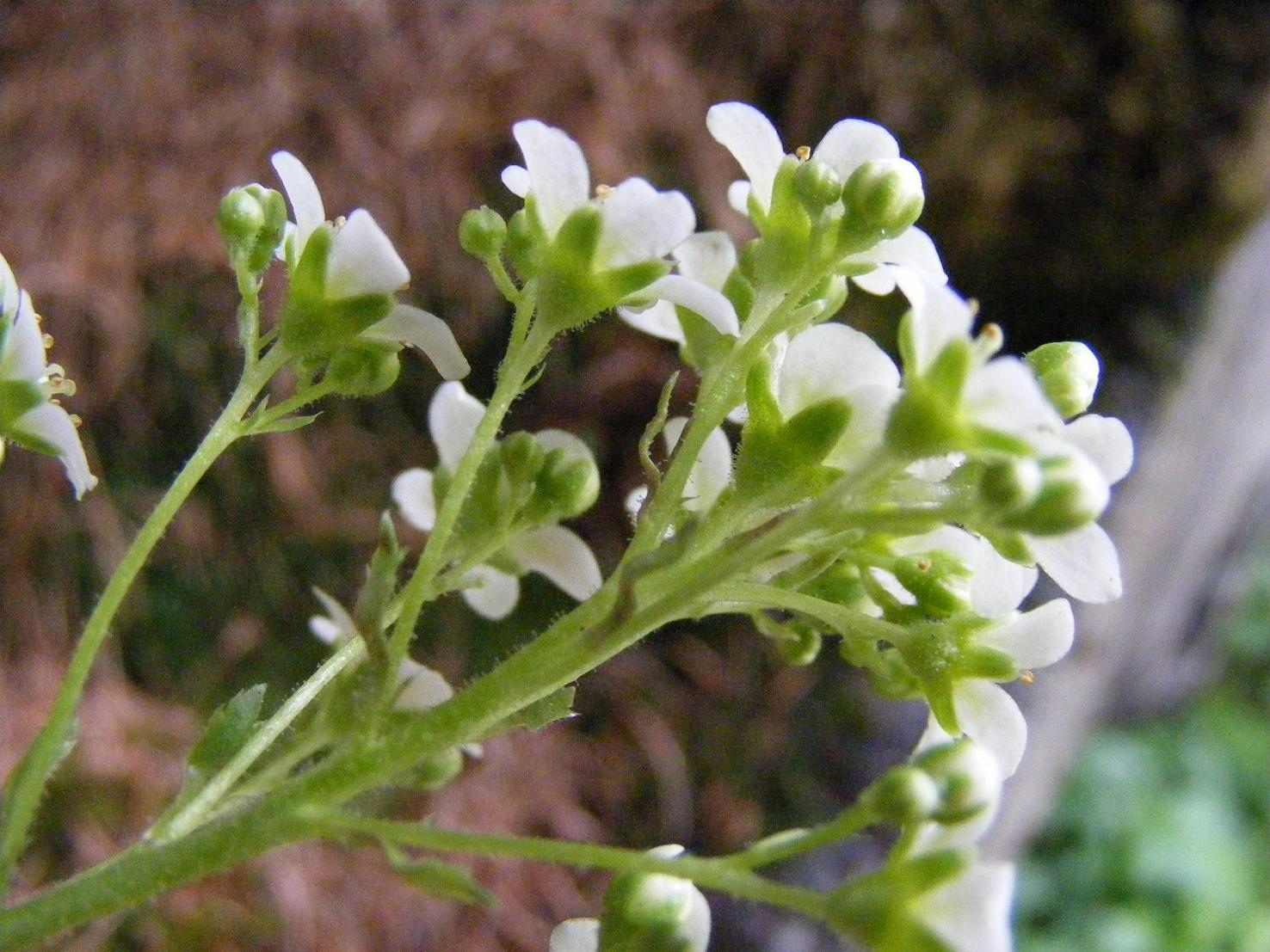 Saxifraga hostii  / Sassifraga di Host